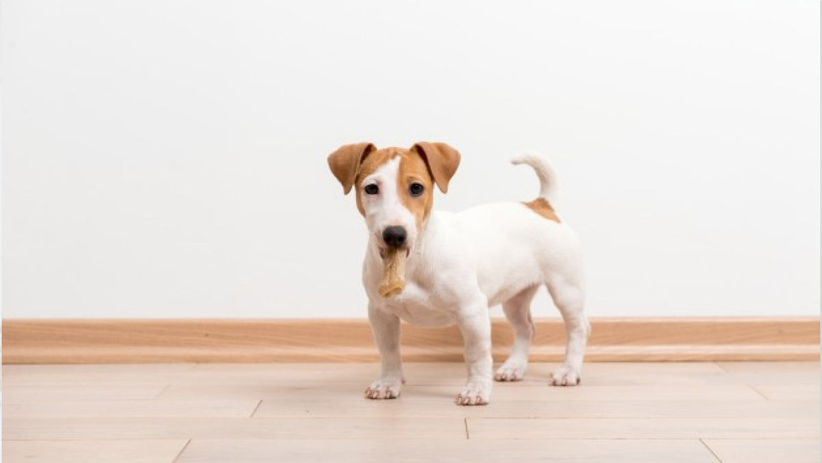 Dog steps outlet in own poop