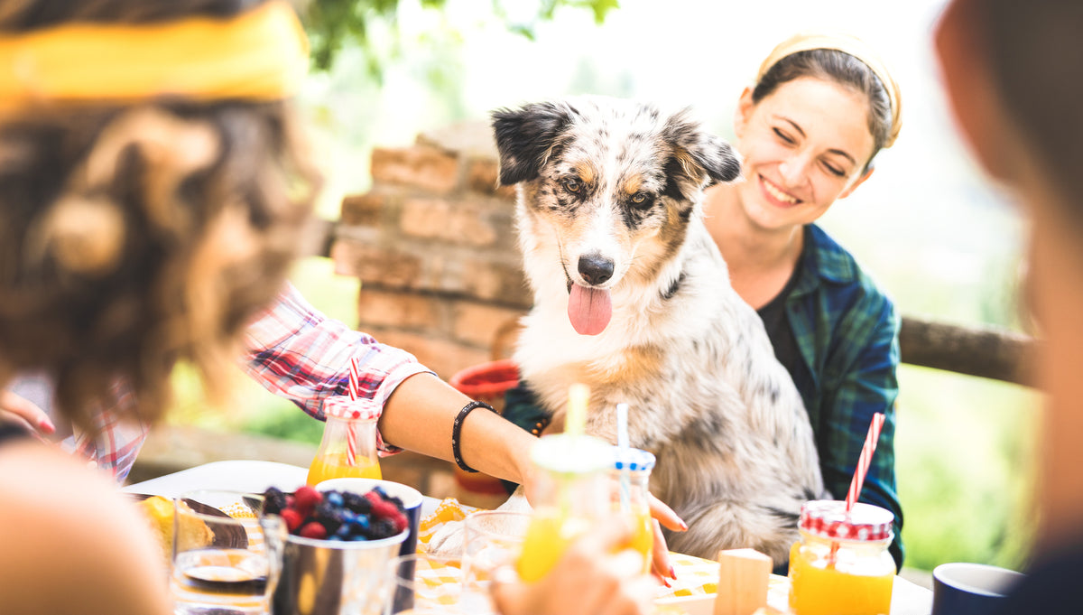 What Human Food Can Dogs eat?