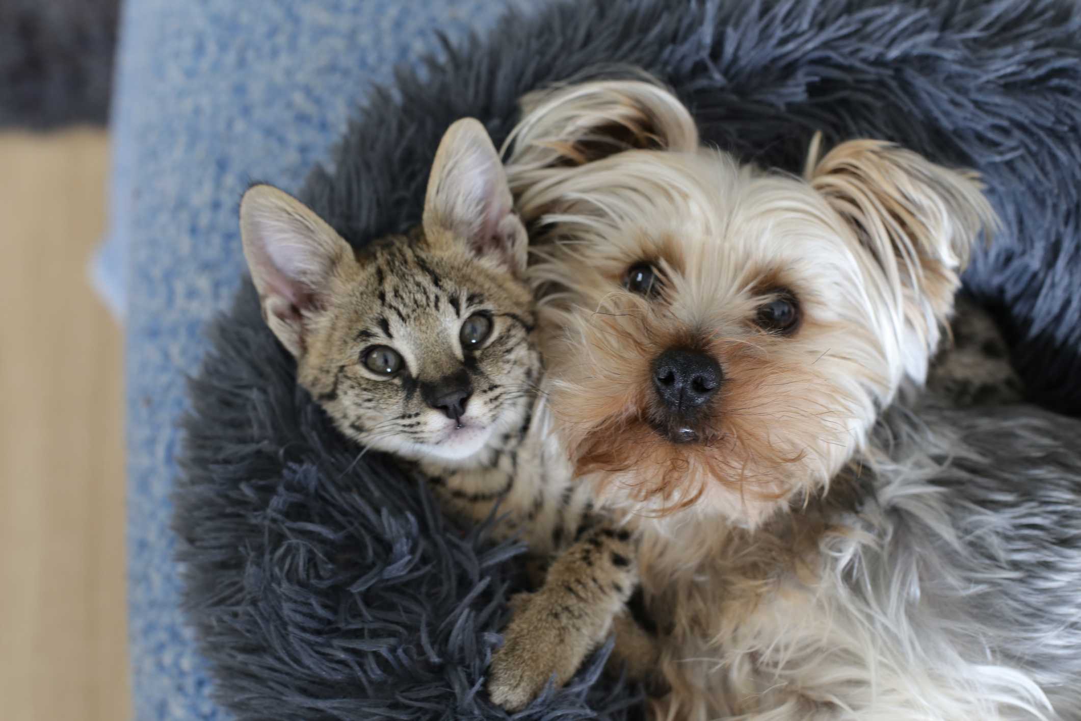 Cats and Dogs: Do They Get Along?