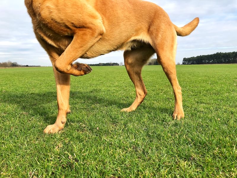 Hip Hip Hooray for Healthy Joints!