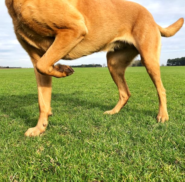 Hip Hip Hooray for Healthy Joints!